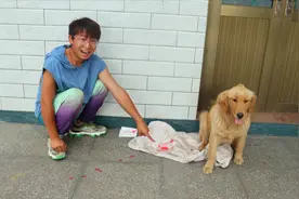 金毛屁股上突然流血了，小伙经过仔细查看后兴奋极了，这咋回事？视频封面