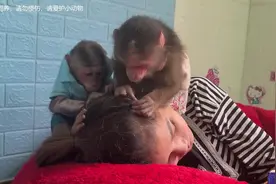 两只猴子给美女头发找虱子，猴子这样也能行视频封面