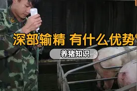 一根管提高母猪产仔数，深部输精还有哪些优势？养猪知识分享视频封面