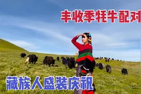 公牦牛在牛群有多少配偶？一头公牛配几个牛圈，母牛太多也是烦恼视频封面