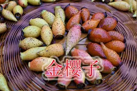 进山收获几斤金樱子，受男性朋友喜欢，用来泡酒有哪些好处？视频封面