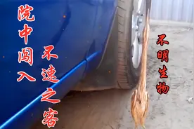 院子里闯入不明生物，这到底是什么“东西”，长的也忒奇怪了！视频封面