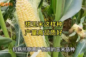 种植甜玉米，只要注意做好这五点，果穗大产量高品质好视频封面