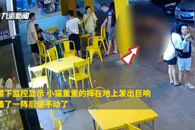 福建4只小猫接连从高楼坠下，目击者讲述事发过程：声音像爆炸视频封面