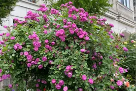 月季花品种推荐，香味浓，花量大、四季开花，葡萄园之歌！视频封面