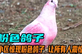 小区里惊现粉色的鸽子，专家都震惊了。视频封面