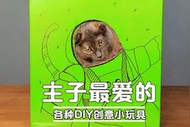 一招教你DIY撸猫玩具！自制猫咪玩具纸箱，还有主子的蹭痒神器！视频封面