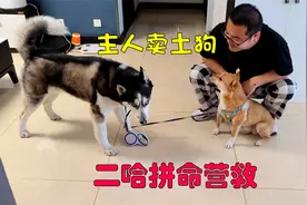 主人当着二哈的面卖掉其它狗狗，二哈居然火速救援，惊呆我了视频封面