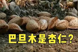 巴旦木的种植和加工，现代化程度让人叹为观止视频封面