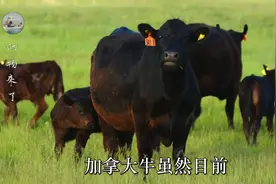 加拿大黑牛原先有1亿头，后来引进美国杂交牛，被打的只剩300头视频封面