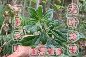 网友找蛇药植物“一朵云叶”，学名“光叶海桐”，遇见您认识吗？视频封面
