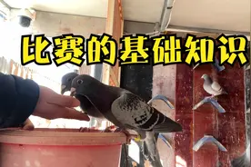 对信鸽比赛不了解的鸽友可以看看这个视频，简单介绍下鸽子比赛视频封面