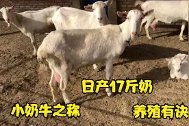 纯正的奶山羊产奶量极高，有小奶牛之称，如何挑选奶山羊有绝招！视频封面