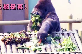 动物园的大猩猩每天吃什么？居然全是素，幸亏不挑食！视频封面