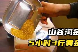 山谷淘金：大佬5天收获3斤黄金，1天净赚8万美金，菜鸟父子逆袭！