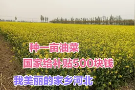 种一亩油菜，国家给补贴500块钱，家乡河北一望无际的油菜花海视频封面