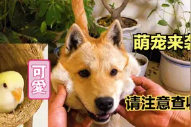 养十几只宠物是什么体验？萌化了每一帧都是治愈，你喜欢哪一只呢