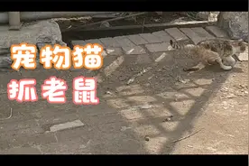 小猫抓老鼠视频封面
