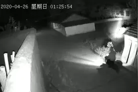 安徽蒙城来了伙偷狗贼：拿电棍骑摩托，当着主人面几秒钟偷一条狗视频封面