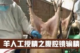羊人工授精技术之腹腔镜输精视频封面