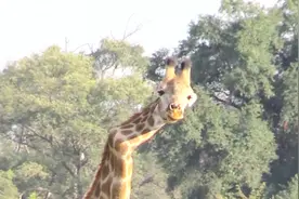 长颈鹿跟同伴打架，脖子都被打断了，还跟没事儿人一样！视频封面