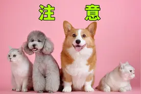 脱发，且养猫养狗的铲屎官请注意！视频封面