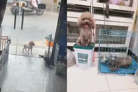 狗妈妈到宠物店门外“敲门”，一路狂奔上楼看宝宝，结局很暖心视频封面