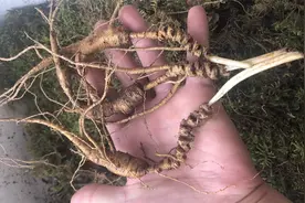 新鲜林下参加工成干货是怎样一个流程？视频封面