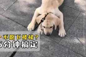 狗狗出门不愿意下楼梯？不愿意走路怎么办？训犬师教你5分钟搞定