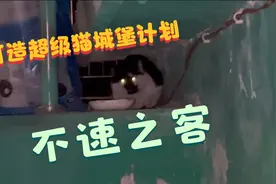 猫城堡里终于种上了猫薄荷，没想到竟然引来一只长相奇特的流浪猫视频封面