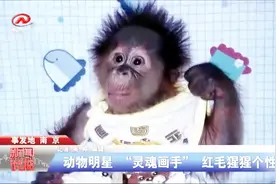 动物明星“灵魂画手”，红毛猩猩个性十足，迎来20周岁生日视频封面