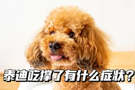 泰迪吃撑了有什么症状？