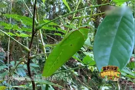 巨拟叶螽——会学鸟叫的虫子视频封面