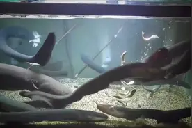 食人鱼如此凶猛为何没有称霸？原来还有这个家伙，连食人鱼都不怕视频封面