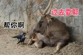 四川话搞笑配音：仙人板板，莫夺了啊！视频封面