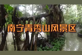 物种繁多、植被层叠的南宁青秀山风景区视频封面
