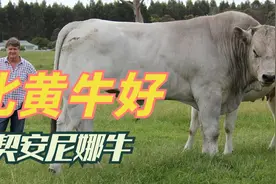 养牛想赚钱，就养意大利契安尼娜牛，1公斤肉卖70欧元，比黄牛好视频封面