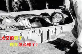 第一只被送上太空的猴子哈姆，如今怎么样了？结局令人心酸视频封面