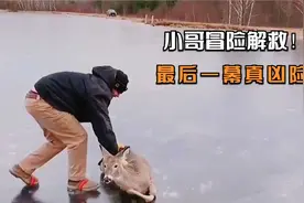 好心小哥救助被困的野生动物，看着揪心，结果令人胆战心惊!视频封面