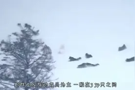 一群野狼蜂拥而至，只为围攻一头棕熊，现在跑还来得及吗？视频封面