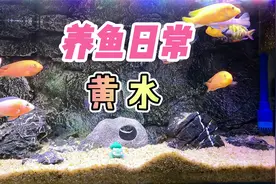 养鱼笔记第2季50集： 鱼缸出现黄水，这样做，空气缸效果立竿见影视频封面
