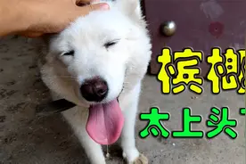 狗狗偷吃槟榔，不料后劲儿太上头，头晕目眩一头栽到地上起不来了视频封面