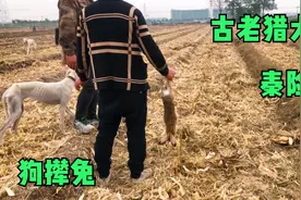 中华细犬，狩猎一点都不比国外猎犬差，来看下这爆发力这速度视频封面