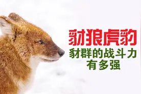 豺狼虎豹！豺群的战斗力有多强？视频封面
