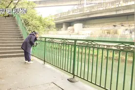 密集恐惧！贵阳这里出现密密麻麻的“绿虫子”，路过都会被沾上！视频封面