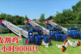 荷兰高效抓鸡机器，1小时抓9000只，所到之处寸鸡不剩视频封面