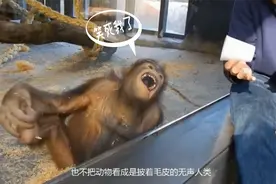 猴子看了魔术师表演后惊呆了视频封面