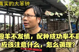 母羊不发情，配种成功率不高，应该注意什么，怎么调理？视频封面