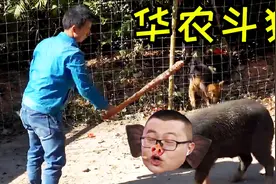 搞笑配音大赛-鬼畜：华农斗猪，孙笑川视频封面