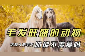 毛发旺盛的动物 这惊人的毛发 你能不羡慕吗视频封面